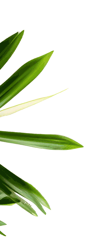 Palm leaf decoration