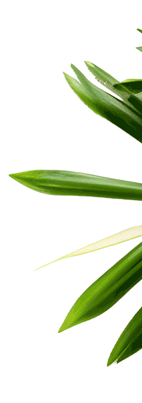 Palm leaf decoration